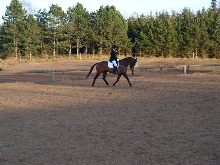 Trakehner Sabo*har redet* - 16/4 opvarmning til LD2 :D billede 4