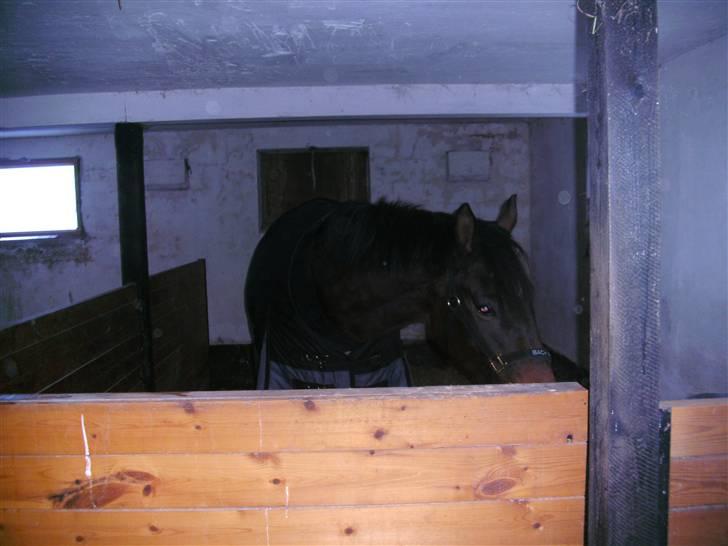 Trakehner Sabo*har redet* - Sabo i boksen for første gang-kan man tage det mere cool?! billede 5