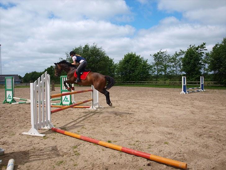 Trakehner Sabo*har redet* - Dressur hesten springer :D ca. 100 cm (18-6-2010) billede 6