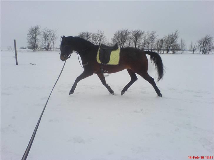 Trakehner Sabo*har redet* - Mere trav!  han er da lidt lækker? billede 7