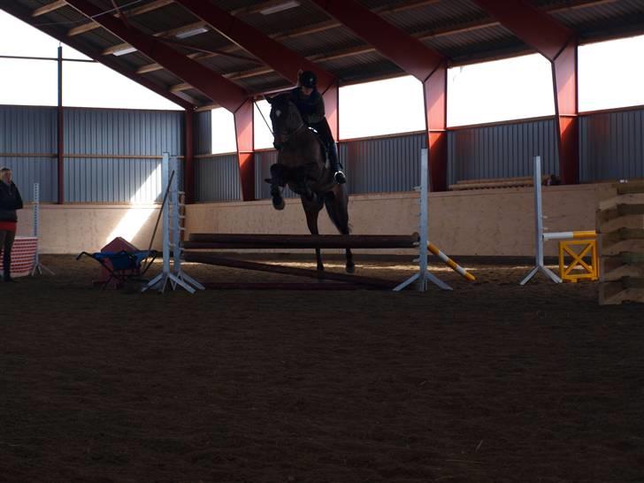 Trakehner Sabo*har redet* - anden gang vi springer! 31/3/2010 billede 8