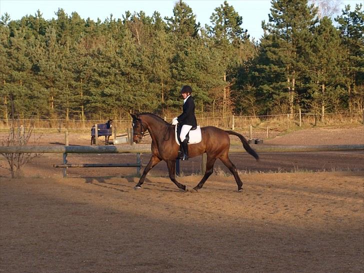 Trakehner Sabo*har redet* - opvarmning 16/4/2010 billede 9