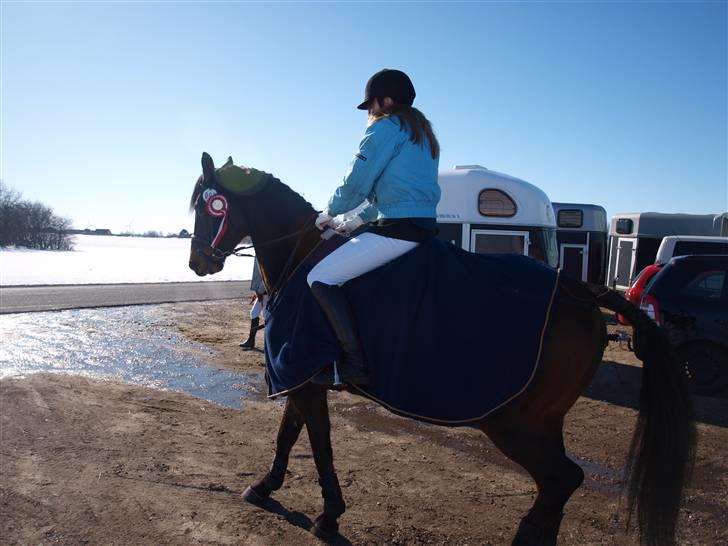 Trakehner Sabo*har redet* - På vej hjem fra et vellykket stævne d 6/3/2010! Så tilfreds med den lille hest, han var så dygtig! billede 10