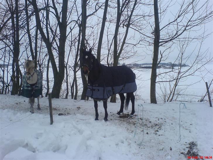 Trakehner Sabo*har redet* - Folden d. 14/2, kigger allerede efter mig! ;) billede 11