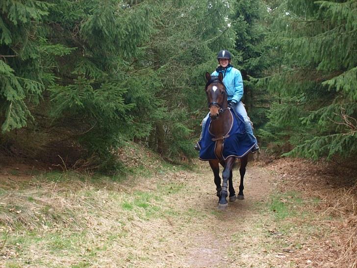 Trakehner Sabo*har redet* - skovtur 23-04-10 :) love that horse! billede 12