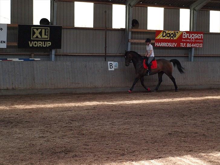 Trakehner Sabo*har redet* - undskylder min holdning og den spændte hest, men han havde rigtig meget energi! ;) - 18/6/2010 billede 14