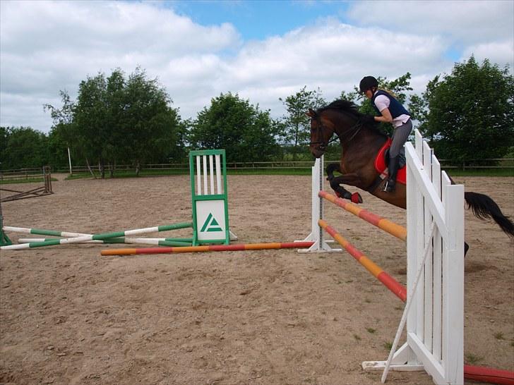Trakehner Sabo*har redet* - Når dressur hesten springer 115 cm! - og ja han kom over!! :D (18/6/2010) billede 15