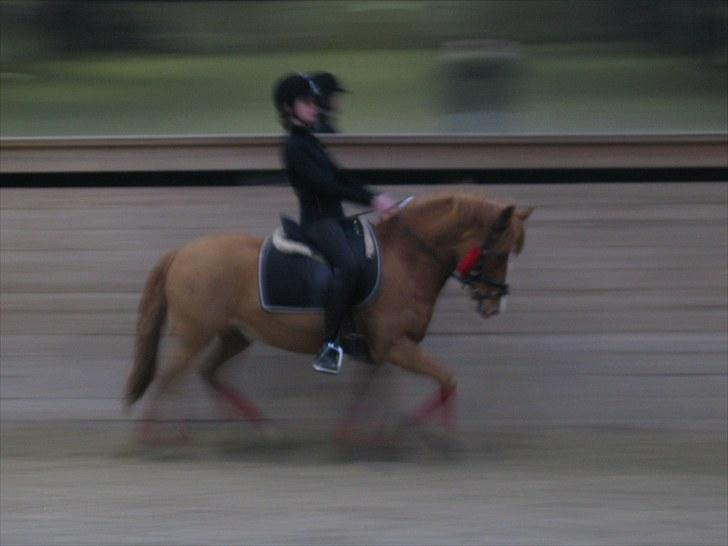 Anden særlig race esprit billede 2