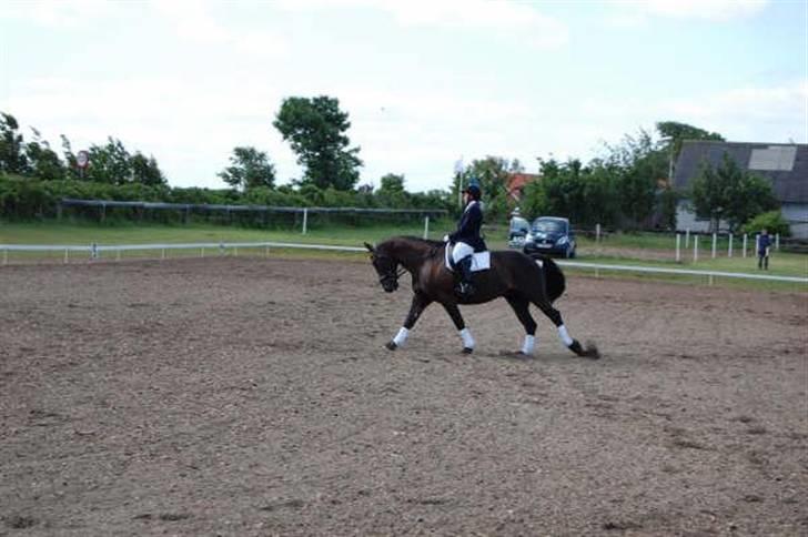 Oldenborg Castor II   (R.I.P)  <3 <3 billede 13