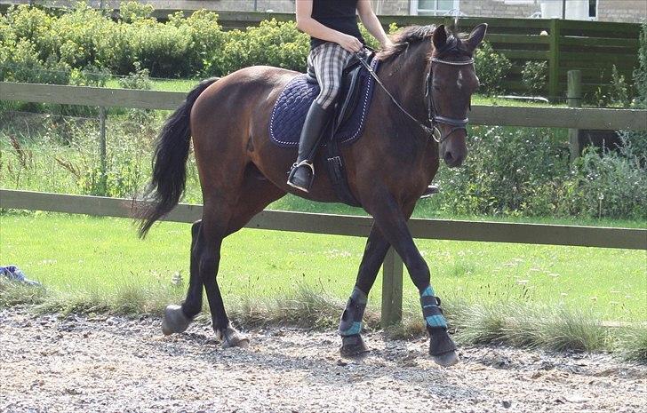 Traver Cyrano "Himmelhest" - Miin dygtige, dygtige hest.. Fra i sommers til undervisning... Han går bedre end nogensinde før! <3 
Foto: Jan billede 9