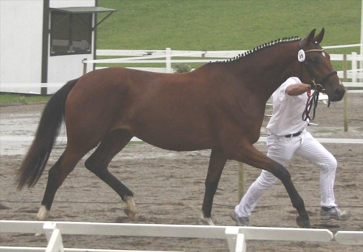 Dansk Varmblod Lundebakken's Vanessa billede 19