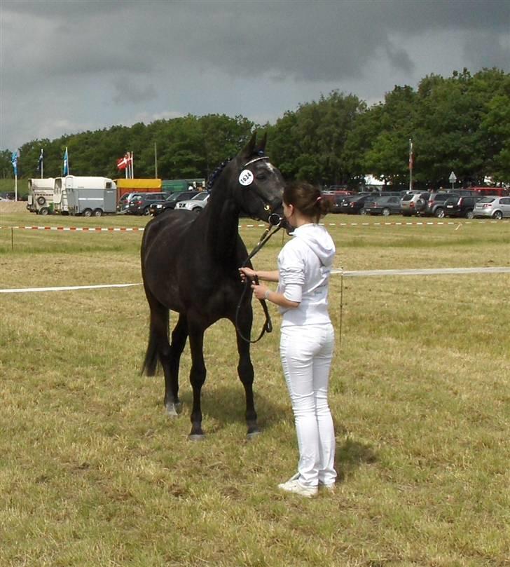 Shagya Araber (SH) Chequira Al Ziyadah - Roskilde Dyrskue 2009 - hvor vi fik 22 point ud af 24.. I år (2010) gik det dog lidt bedre, 23 point ud af 24, og så fik vi da også lige en ærespræmie ;) billede 13