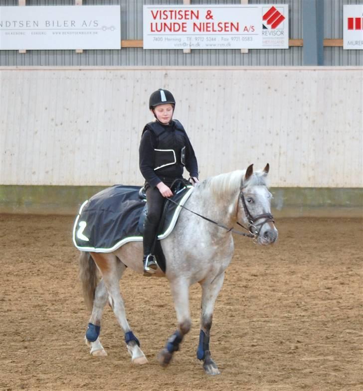 Anden særlig race Ozzy(gammel part) - så er vi i hallen og skridter billede 3