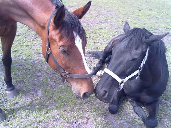 Anden særlig race Enggaarden's Prince billede 7