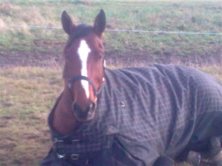 Anden særlig race Enggaarden's Prince - hey...du forstyrrer faktisk li midt i min måffar....gg billede 8