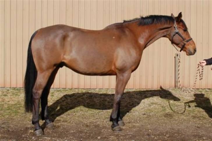 Anden særlig race Enggaarden's Prince - er jeg ik bare lækker...gg billede 9