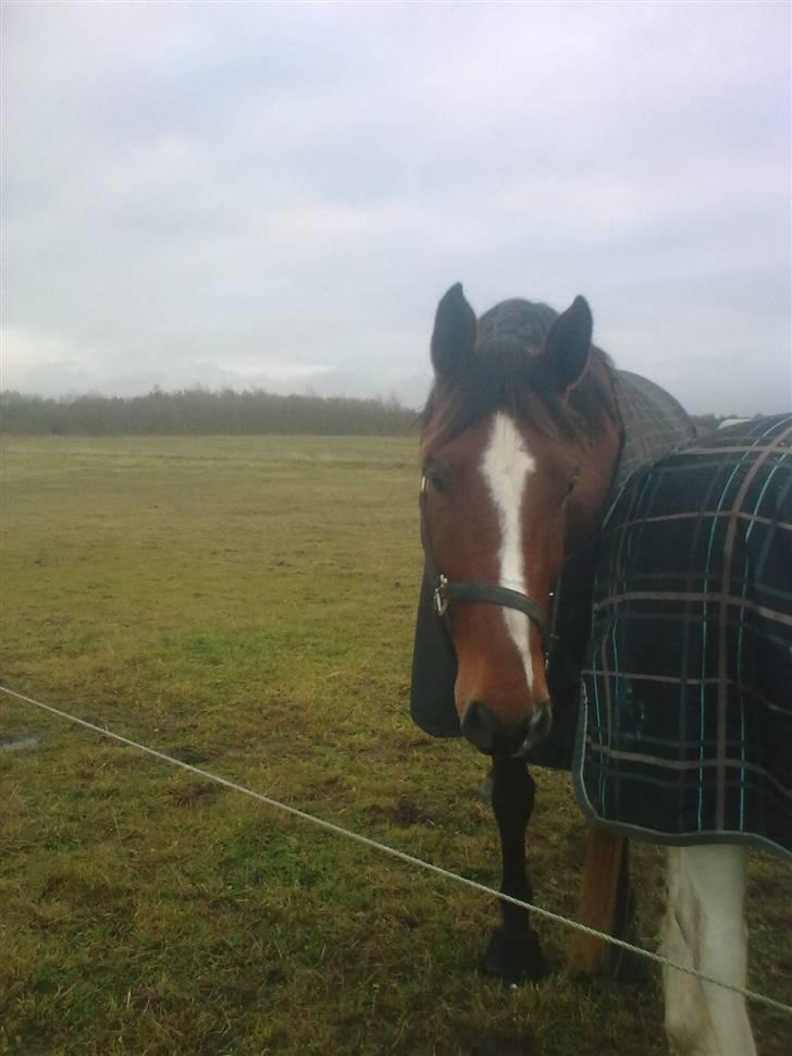 Anden særlig race Enggaarden's Prince - hmmmm...mon ik du giver en go bid istedenfor???? billede 10