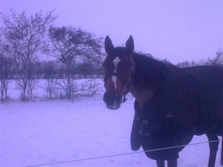 Anden særlig race Enggaarden's Prince - det sner det sner tiddelibum billede 11