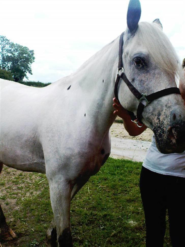 Knabstrupper Zenya Chanel SOLGT billede 13