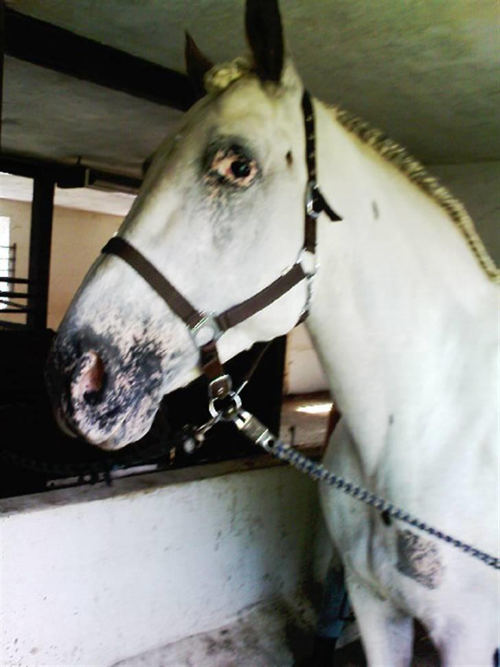 Knabstrupper Zenya Chanel SOLGT billede 14