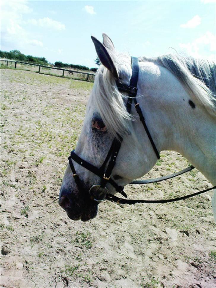 Knabstrupper Zenya Chanel SOLGT billede 15