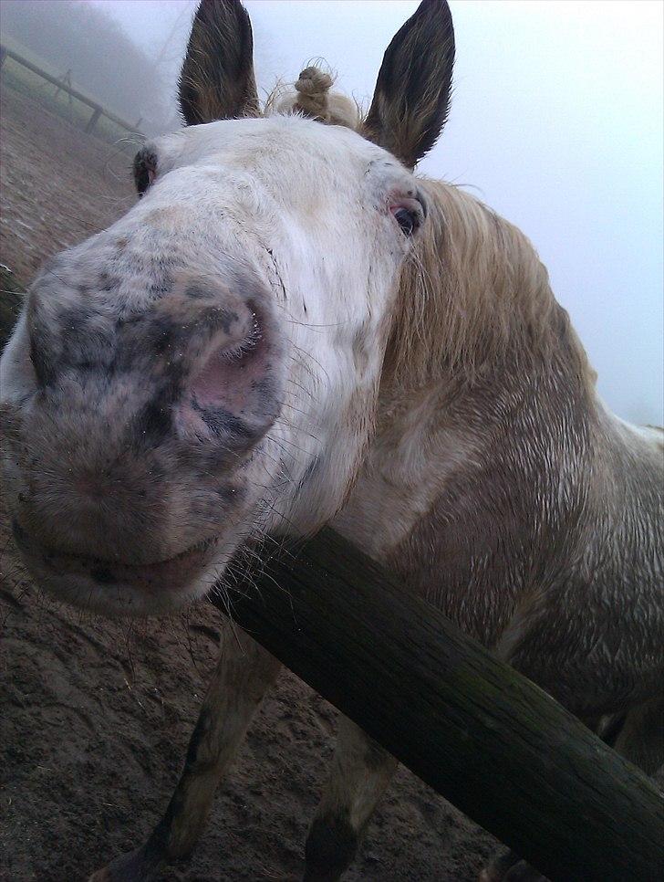 Knabstrupper Zenya Chanel SOLGT - Den pleje at være hvid... billede 16