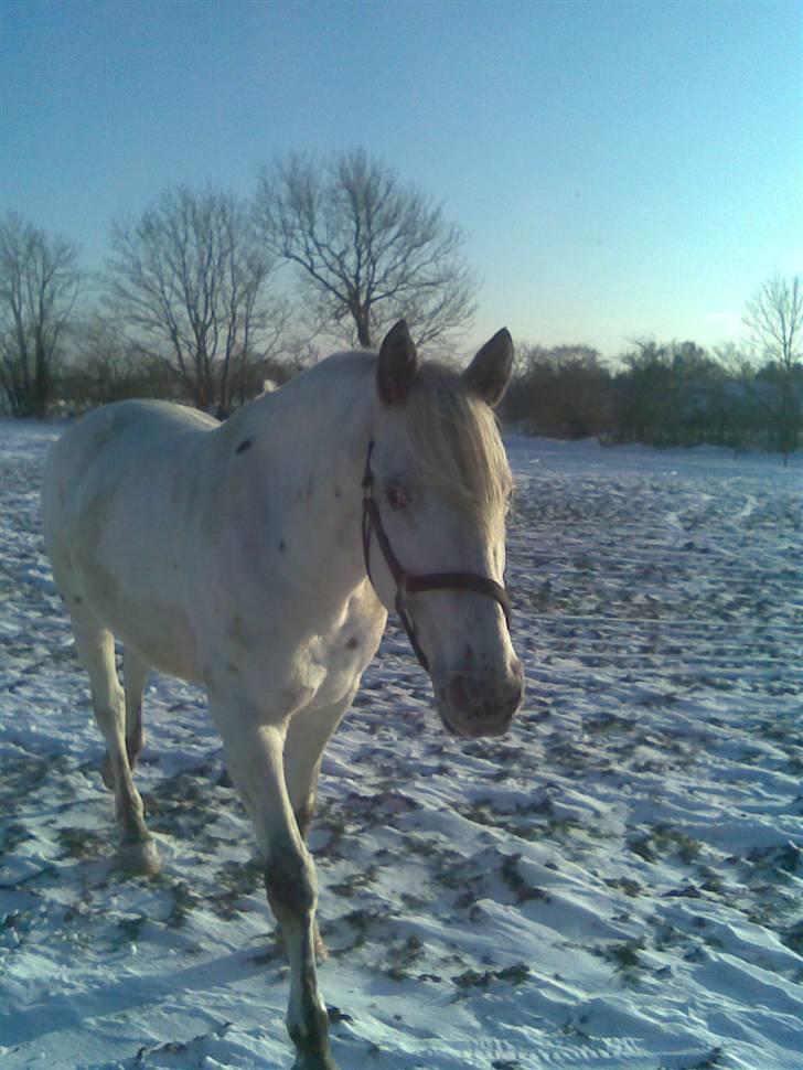 Knabstrupper Zenya Chanel SOLGT billede 17