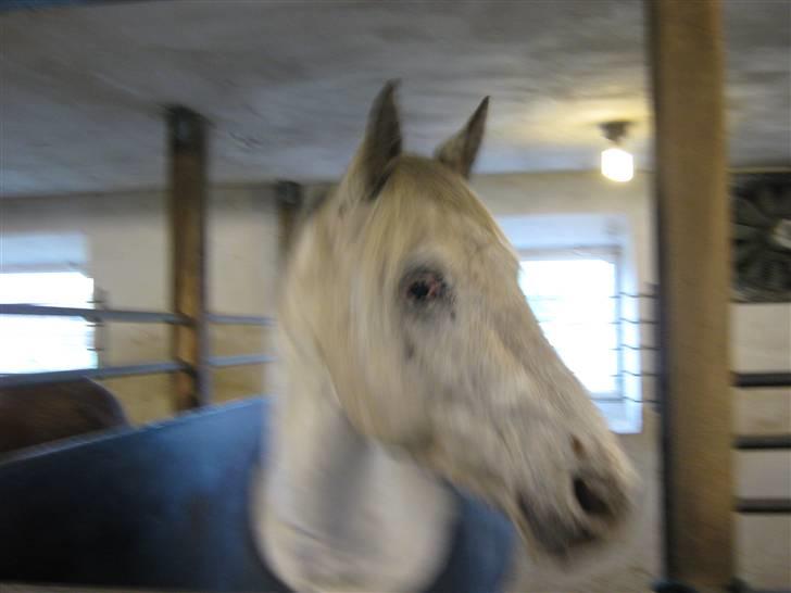 Knabstrupper Zenya Chanel SOLGT billede 18