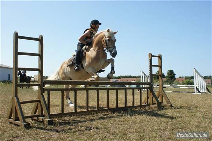 Haflinger Mistral - velkommen til mistrals profil. Mig og mistral på ridelejr :D billede 1