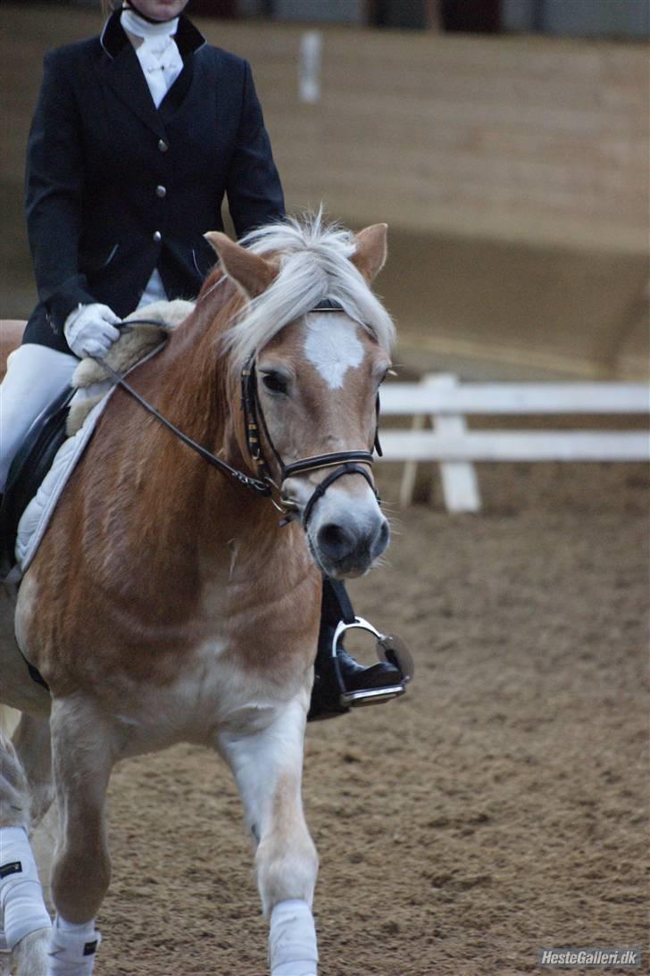 Haflinger Mistral - stævne på eor. billede 2