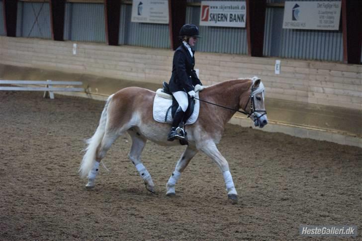 Haflinger Mistral - stævne på eor. billede 3