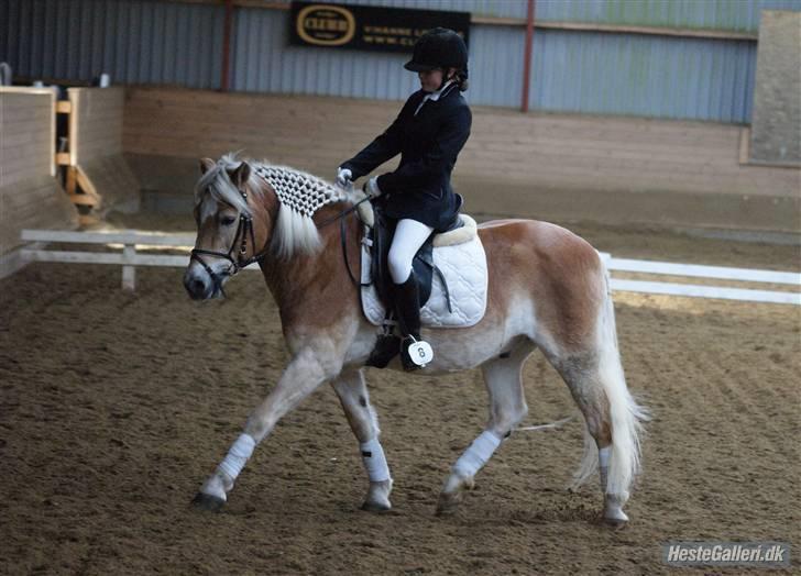 Haflinger Mistral - stævne på eor. billede 4