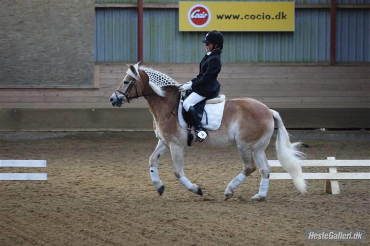 Haflinger Mistral - hop:) stævne på EOR. billede 5