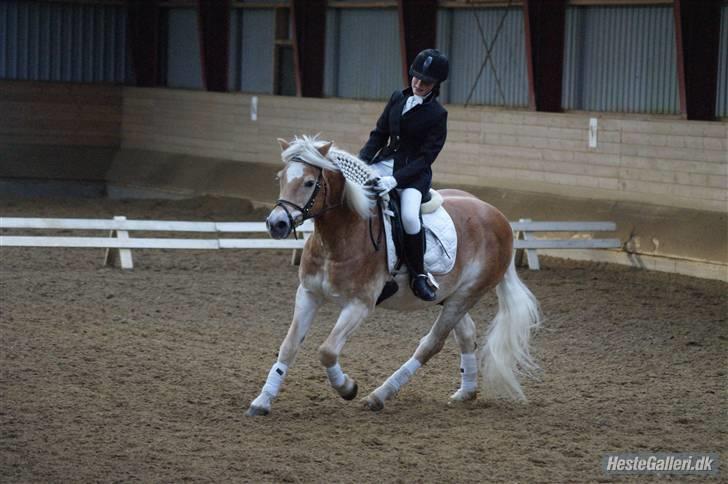 Haflinger Mistral - Gallop. stævne EOR. billede 6