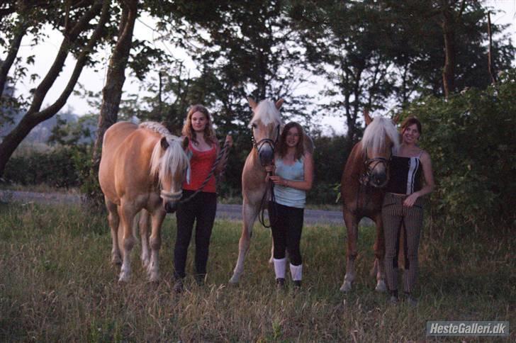 Haflinger Mistral - Mig og mistral i midden, Josefine og wiktor til højre og Maria og Santana til venstre. billede 7