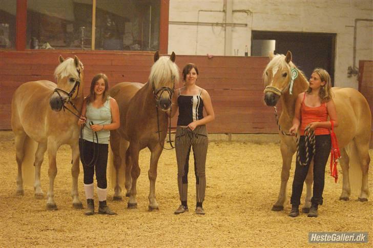 Haflinger Mistral - Haffe billede:) billede 8