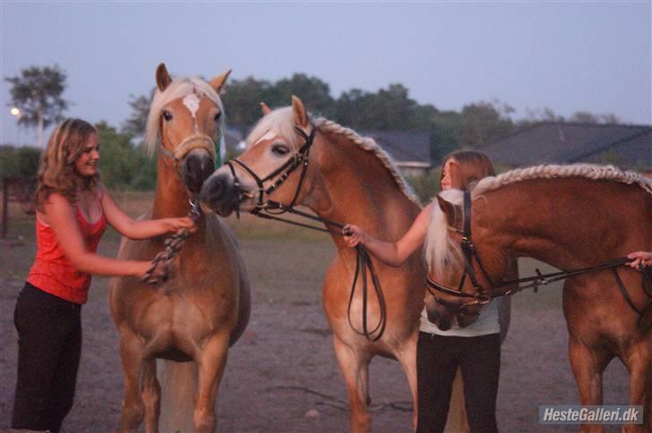 Haflinger Mistral - haffe billede igen:)  billede 9