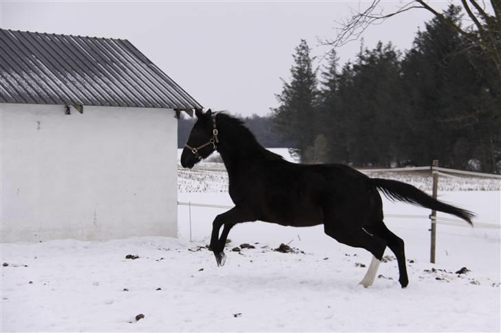 Anden særlig race Bøggild's Zaire billede 12