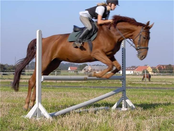 Dansk Varmblod Riwel *Aflivet* billede 6