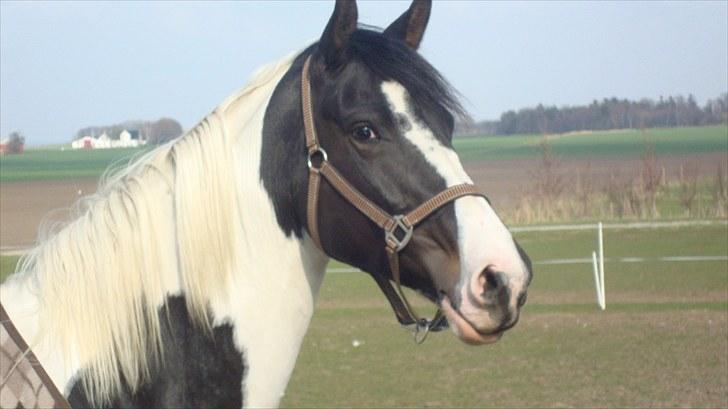 Pinto moonlights givea. - tilbage på mejerigården så dejligt billede 8