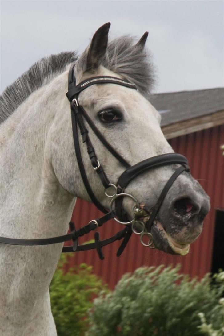 Anden særlig race PRIK. - Du var skøn! billede 20