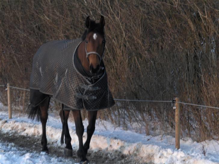 Dansk Varmblod Shakira DS 740 billede 2