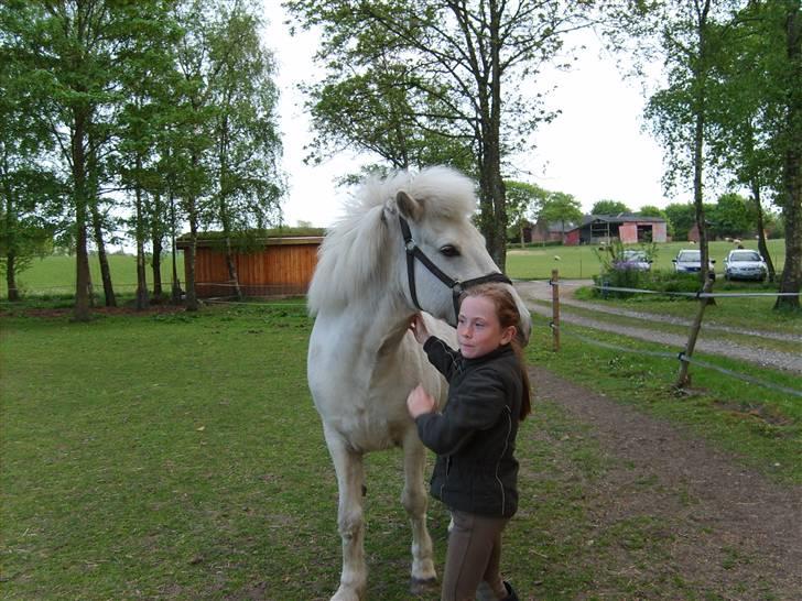 Islænder GLOSSI<3 solgt  :-( billede 1