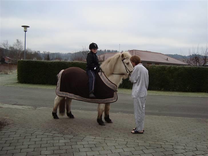 Islænder GLOSSI<3 solgt  :-( billede 2