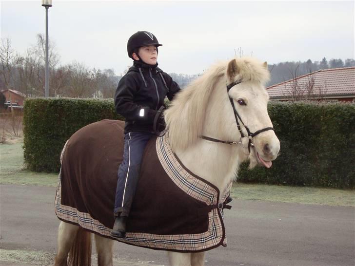 Islænder GLOSSI<3 solgt  :-( billede 4