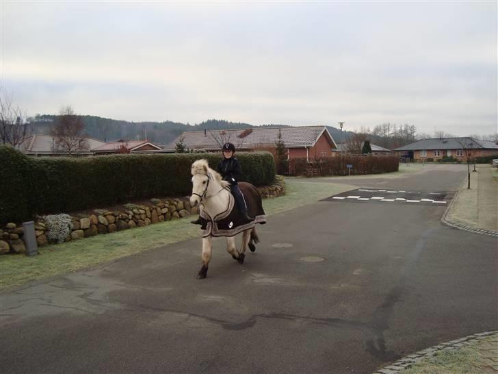 Islænder GLOSSI<3 solgt  :-( billede 5