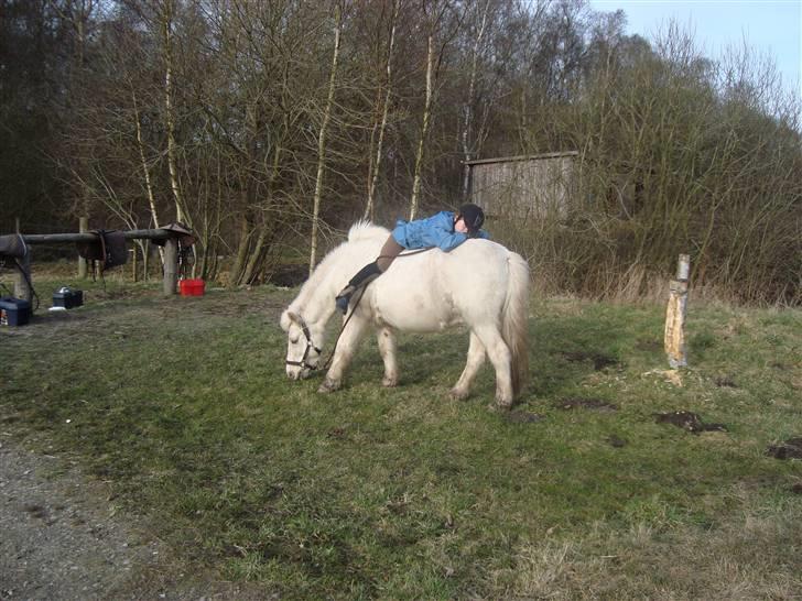 Islænder GLOSSI<3 solgt  :-( billede 6