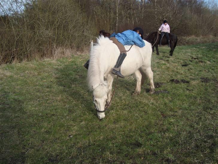 Islænder GLOSSI<3 solgt  :-( billede 7