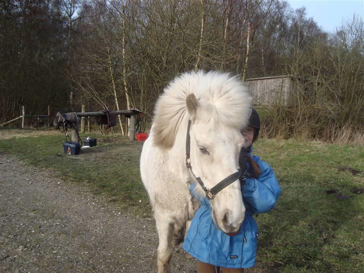 Islænder GLOSSI<3 solgt  :-( billede 8