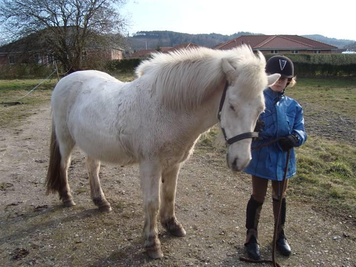 Islænder GLOSSI<3 solgt  :-( billede 10